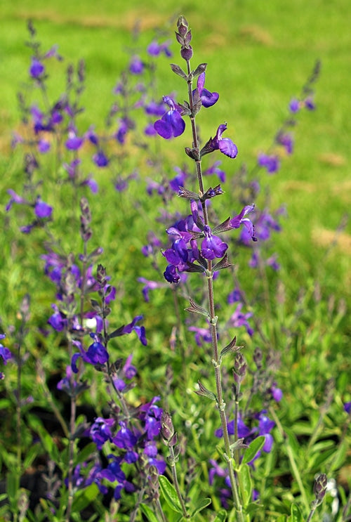 SALVIA 'BLUE NOTE'