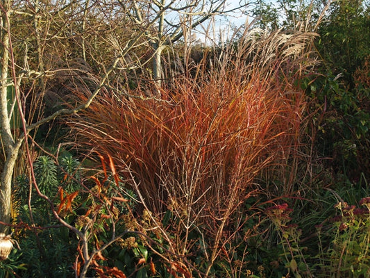 MISCANTHUS SINENSIS 'GROSSE FONTÄNE'