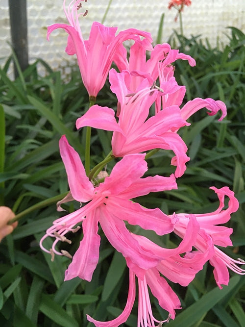 NERINE 'FIRELIGHT'