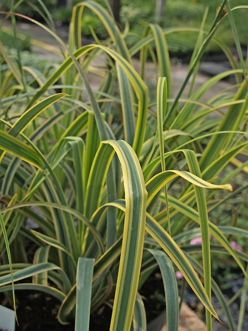 CAREX TRIFIDA 'REKOHU SUNRISE'