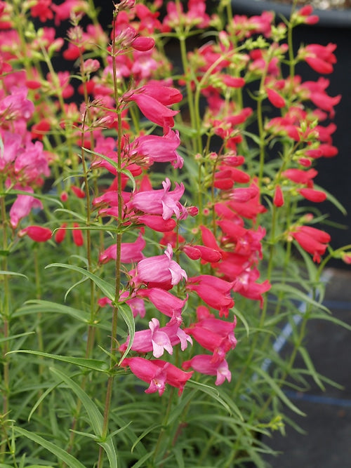 PENSTEMON 'ELGAR FIREFLY'