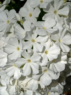 PHLOX PANICULATA 'MOUNT FUJI'