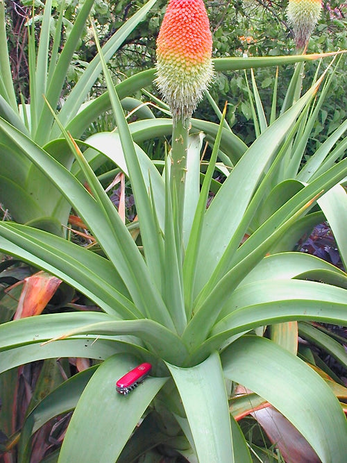 KNIPHOFIA NORTHIAE