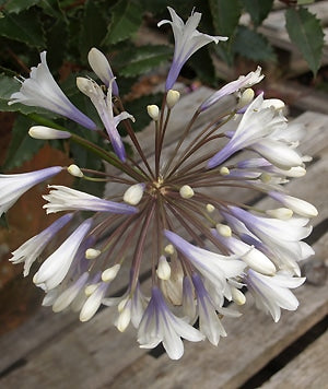 AGAPANTHUS 'ENIGMA'