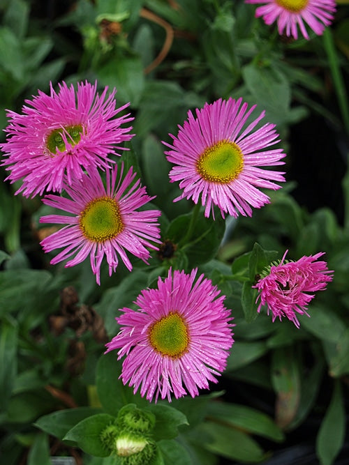 ERIGERON 'SYNEHURST'