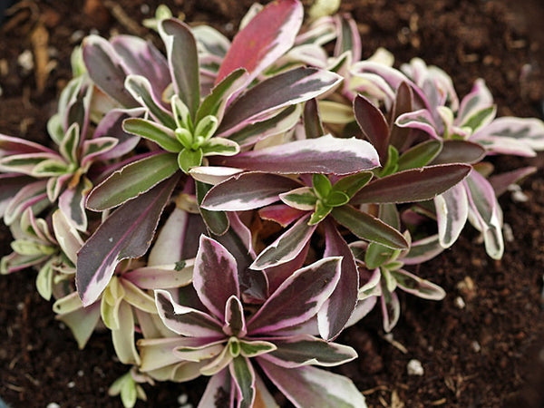 ARABIS PROCURRENS 'VARIEGATA' – Cotswold Garden Flowers