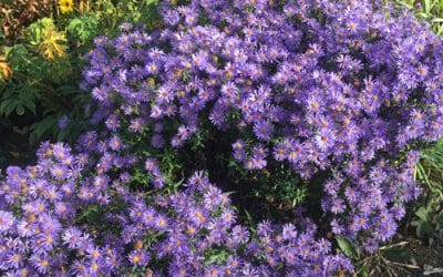 SYMPHYOTRICHUM 'PRAIRIE PERSE'