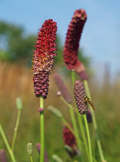 SANGUISORBA TENUIFOLIA from Ernst Pagels