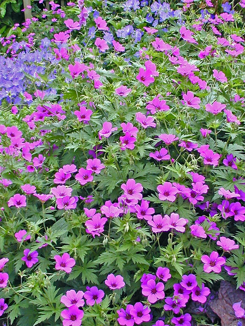 GERANIUM 'PATRICIA'