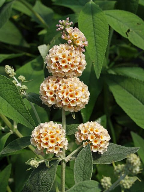 BUDDLEJA x WEYERIANA 'MOONLIGHT'