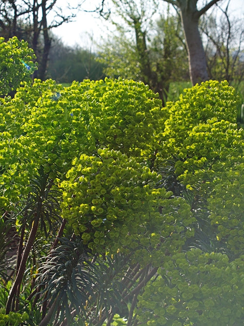 EUPHORBIA CHARACIAS subsp.CHARACIAS 'JOSHUA'