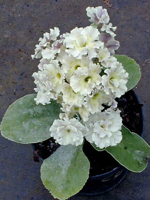 PRIMULA AURICULA 'CLOUDY BAY'