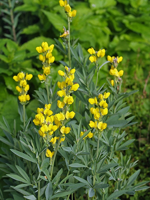 THERMOPSIS MONTANA var.MONTANA NNS 99-480