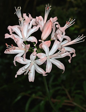 NERINE 'JANET'