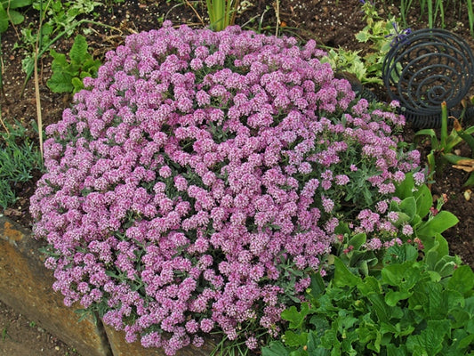 ALYSSUM SPINOSUM 'ROSEUM'