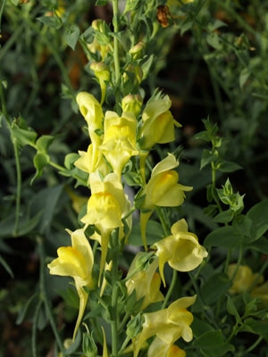 LINARIA DALMATICA