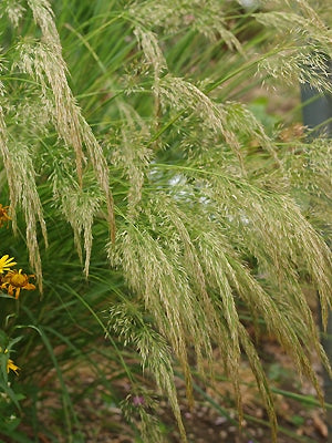 STIPA CALAMAGROSTIS 'ALGÄU'