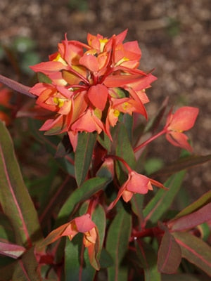 EUPHORBIA GRIFFITHII 'DIXTER'