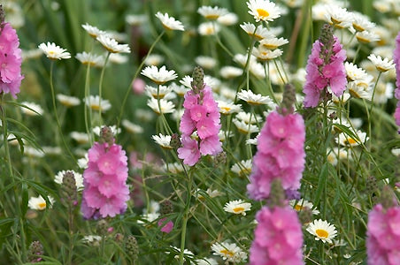 SIDALCEA 'SUSSEX BEAUTY'