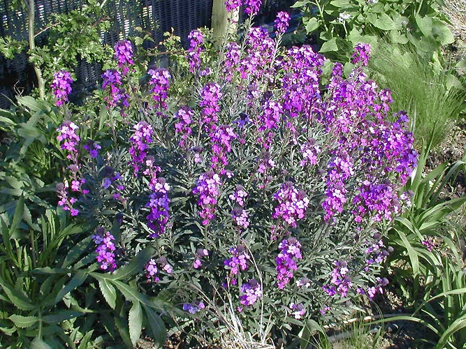 ERYSIMUM 'BOWLES' MAUVE'