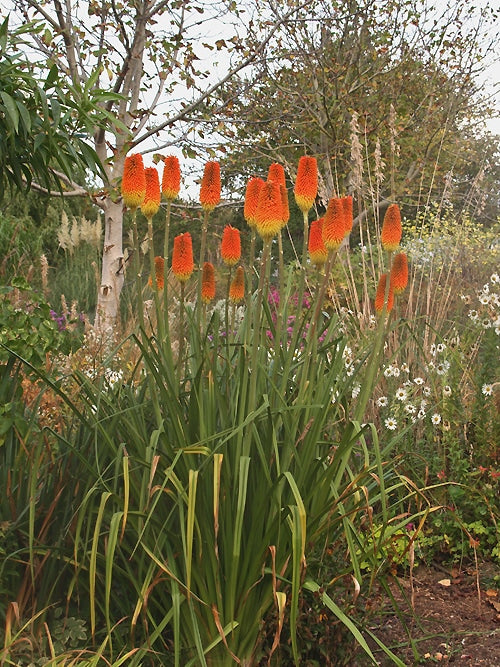 KNIPHOFIA 'NOVEMBER GLORY'