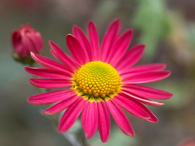 CHRYSANTHEMUM 'VENUS'