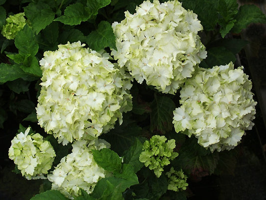 HYDRANGEA MACROPHYLLA 'MAGICAL JADE'