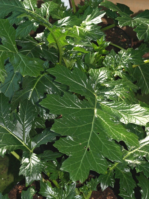ACANTHUS 'SUMMER BEAUTY'