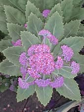 SEDUM TELEPHIUM subsp.FABARIA