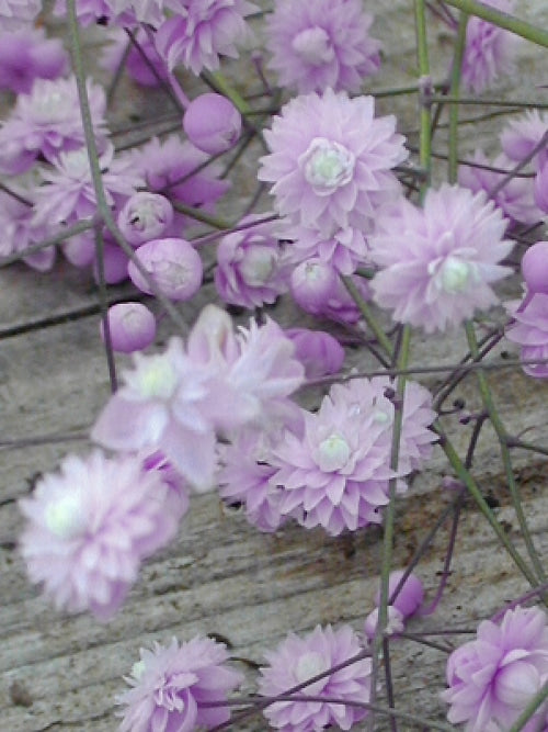 THALICTRUM DELAVAYI 'HEWITT'S DOUBLE'