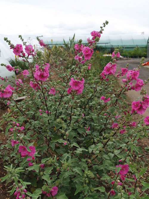 EUPATORIUM FISTULOSUM f.ALBIDUM 'IVORY TOWERS'