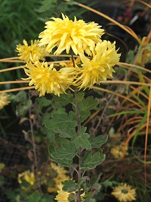 CHRYSANTHEMUM 'CAPEL MANOR'