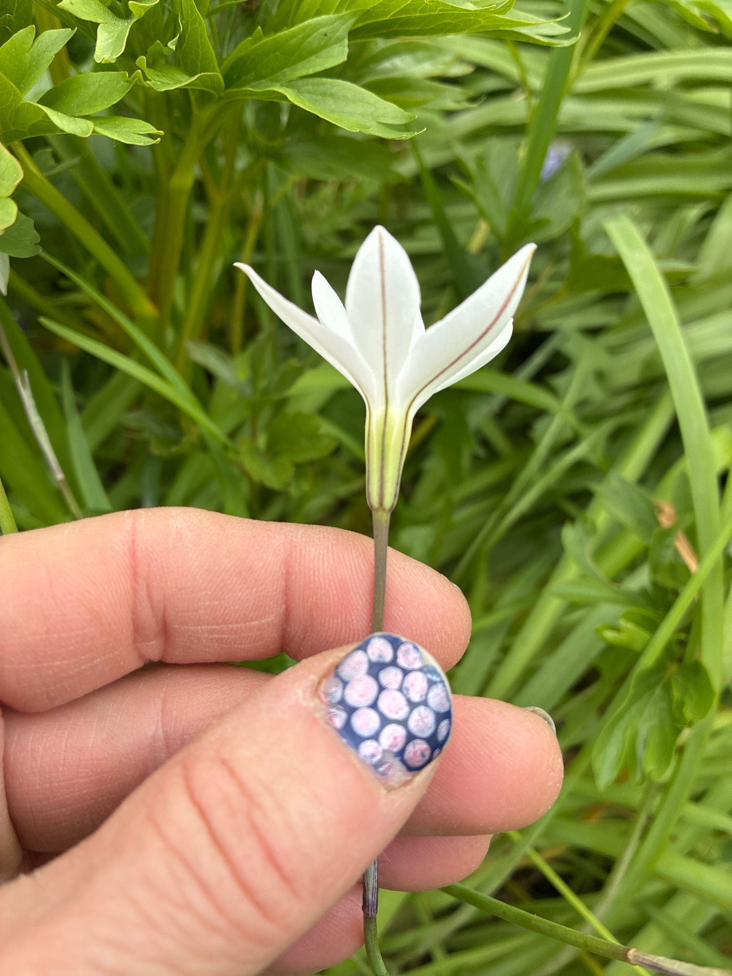 IPHEION 'ALBERTO CASTILLO'