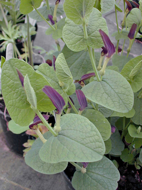 ARISTOLOCHIA ROTUNDA
