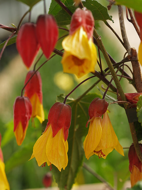 ABUTILON 'KENTISH BELLE'