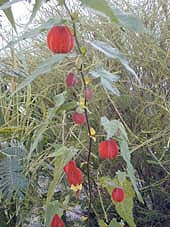 ABUTILON MEGAPOTAMICUM 'WAKEHURST'