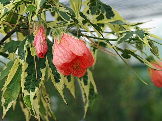 ABUTILON 'SOUVENIR DE BONN'