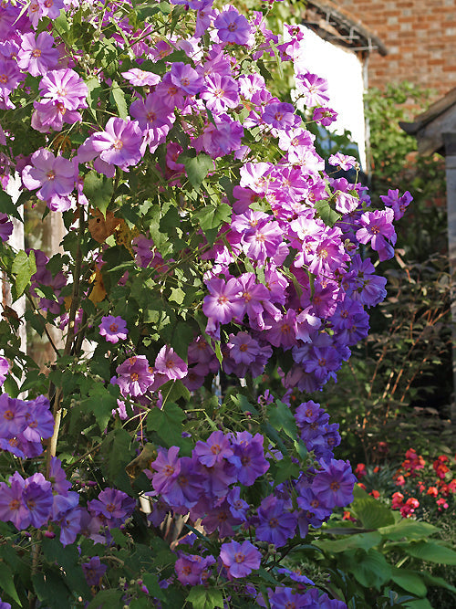 ABUTILON x SUNTENSE