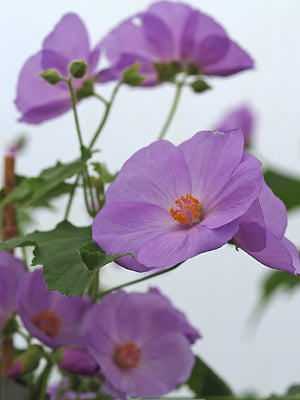 ABUTILON x SUNTENSE 'JERMYNS'