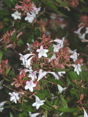 ABELIA x GRANDIFLORA