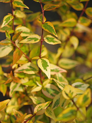 ABELIA x GRANDIFLORA 'KALEIDOSCOPE'