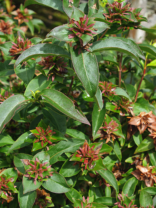 ABELIA MOSANENSIS