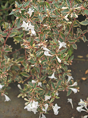 ABELIA x GRANDIFLORA 'PANACHE'