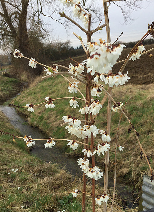 ABELIOPHYLLUM DISTICHUM