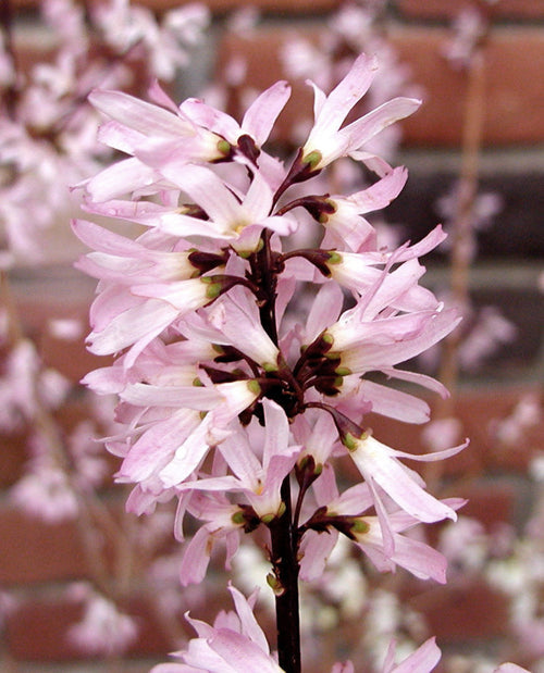 ABELIOPHYLLUM DISTICHUM 'ROSEUM'