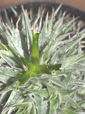 DEUTEROCOHNIA BREVIFOLIA RCB RA-P-27