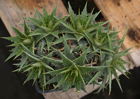 DEUTEROCOHNIA LOTTEAE