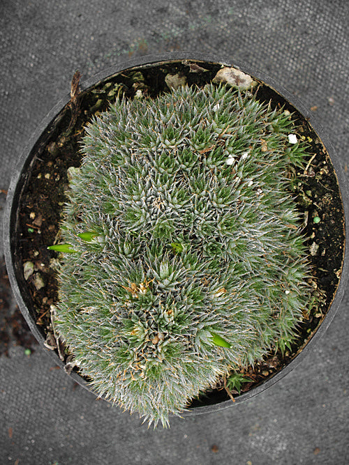 DEUTEROCOHNIA SP. Yacuiba