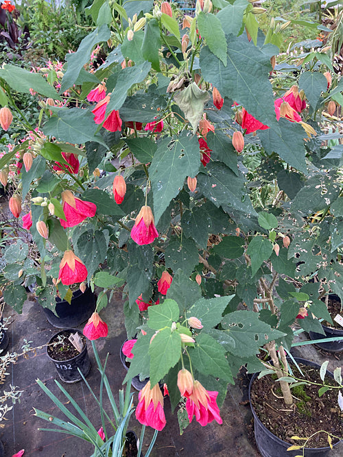 ABUTILON 'APHRODITE'