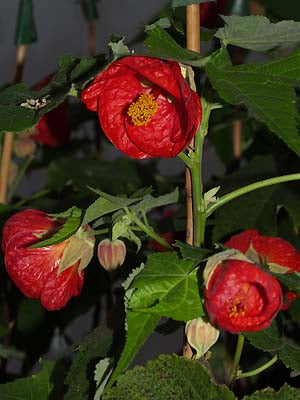 ABUTILON 'ASHFORD RED'